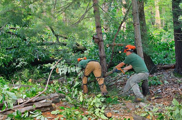 Best Arborist Consultation Services  in Patterson Tract, CA